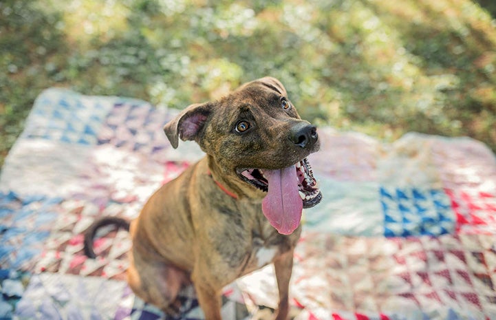 Big Mac the dog outside on a quilt