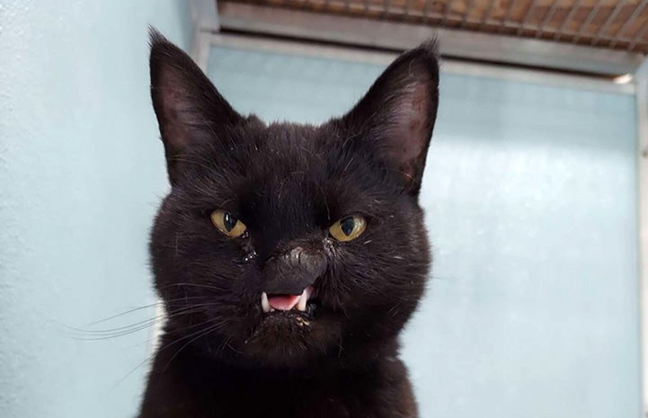 Onyx the black cat with a cleft palate
