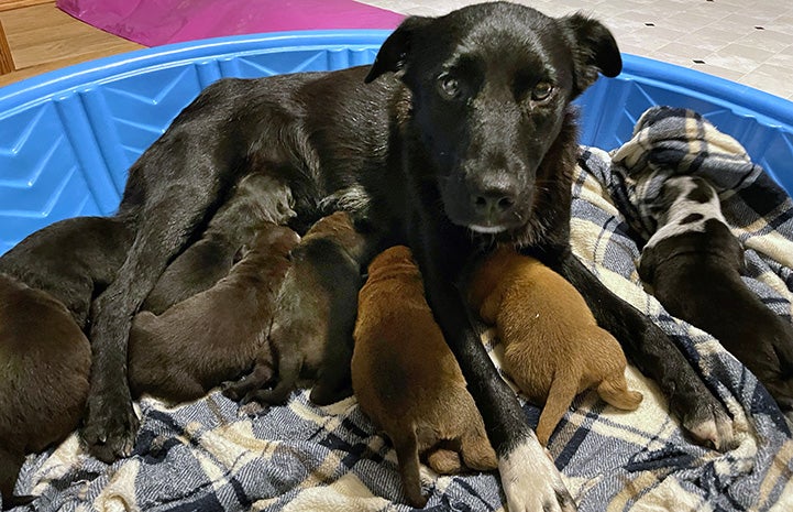 Pepper the dog nursing a litter of puppies in a blanket-lined kiddie pool