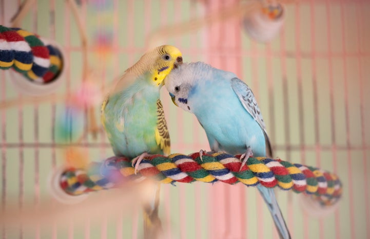 Adopted budgies in Debi Ford's home