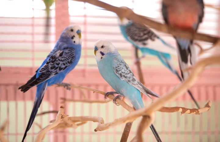 Adopted budgies in Debi Ford's home