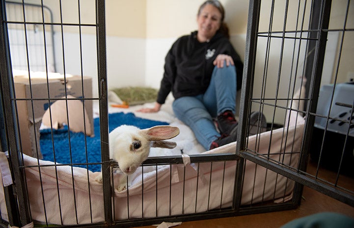 Clara the rabbit looking out of her kennel, with a person sitting behind her