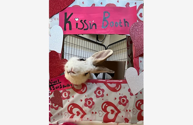 Clara the bunny in a kissing booth for Valentine's Day