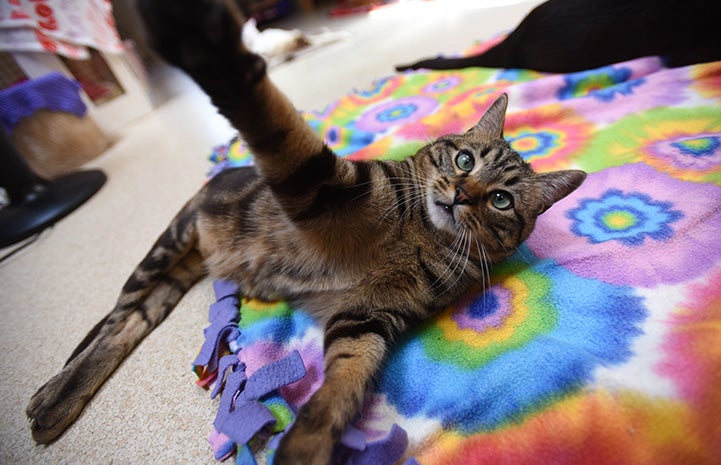 Cory the cat reaching up with his paw while lying on a tie dye blanket