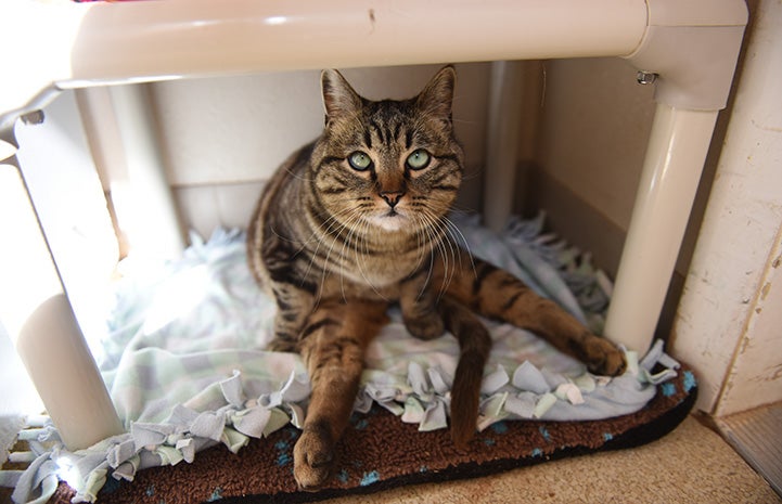 Cory the cat lying on a Kuranda bed