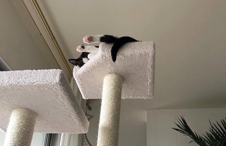 A low perspective looking up at Monica the cat sleeping on a cat tree with her toes sticking over the side