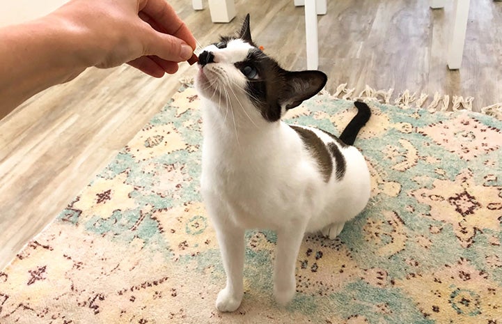 A person's hand feeding a treat to Monica the cat