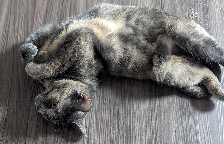 Pumba the cat lying upside-down on the floor