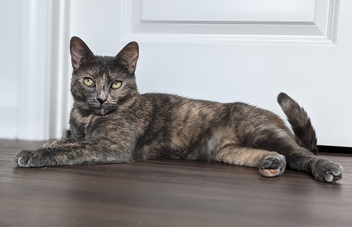 Pumba the cat lying on the floor