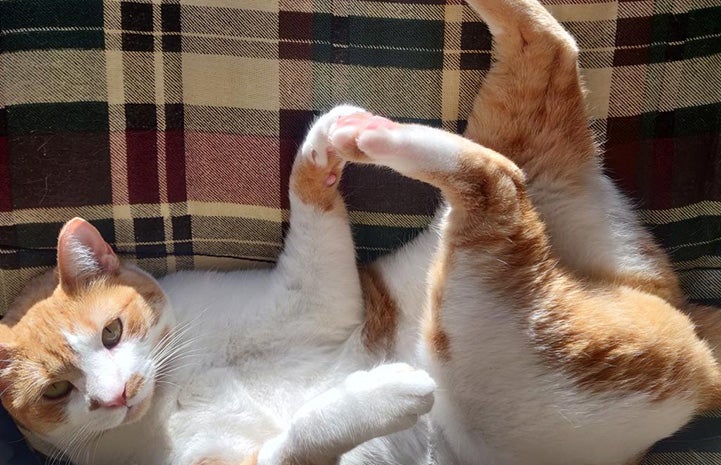 Spitfire the cat lying in a funny way on a blanket