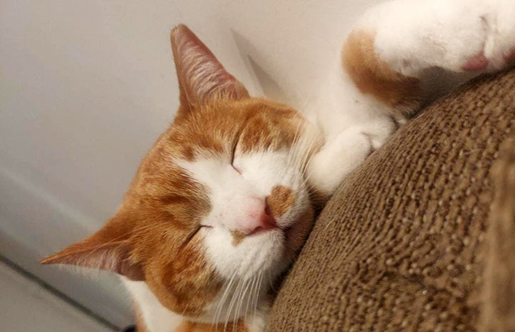 Spitfire the cat sleeping on a cardboard scratcher