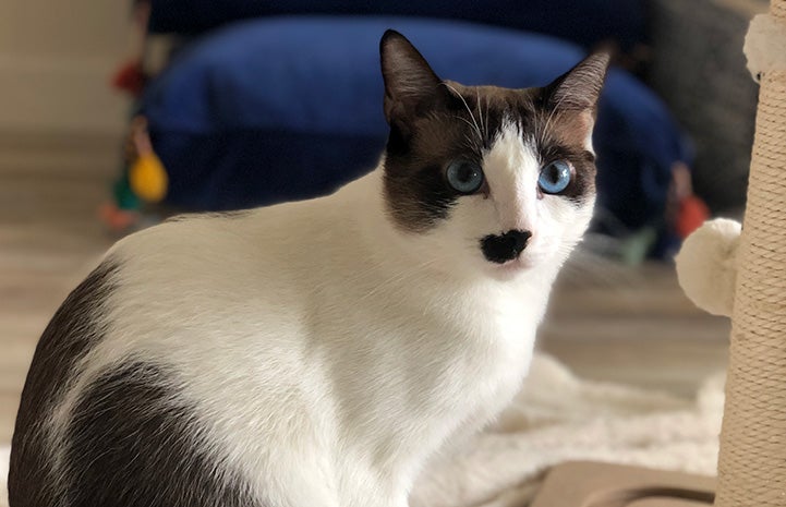 Monica the cat showing her blue eyes