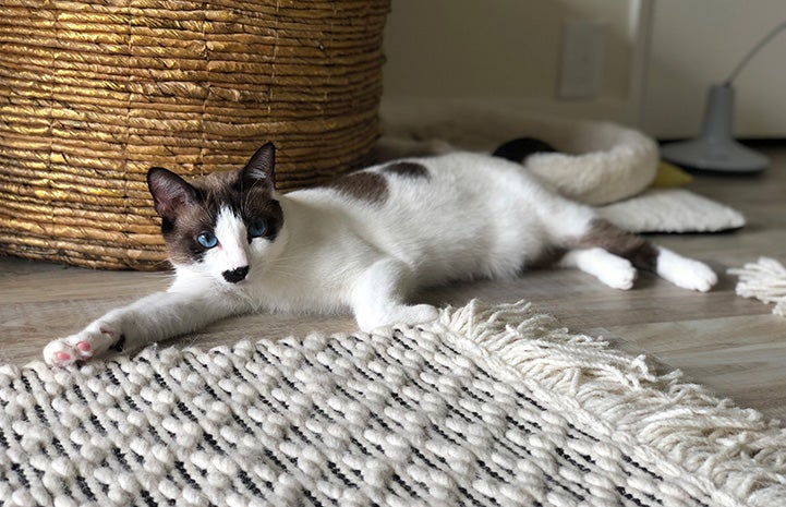 Monica the cat lying comfortably on the floor