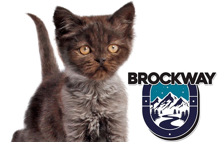 Black kitten with a logo on the side that says Brockway