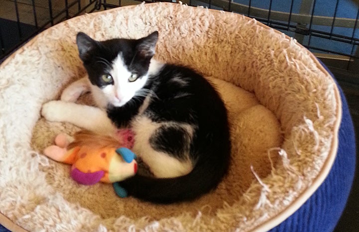 Black and white kitten lying in a cat bed