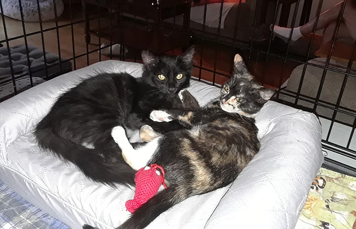 Two kittens lying together on a bed in a crate