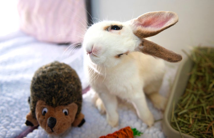 Bunny with a tilted head facing the camera