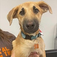 Adopt Corey the dog available for adoption from Houston