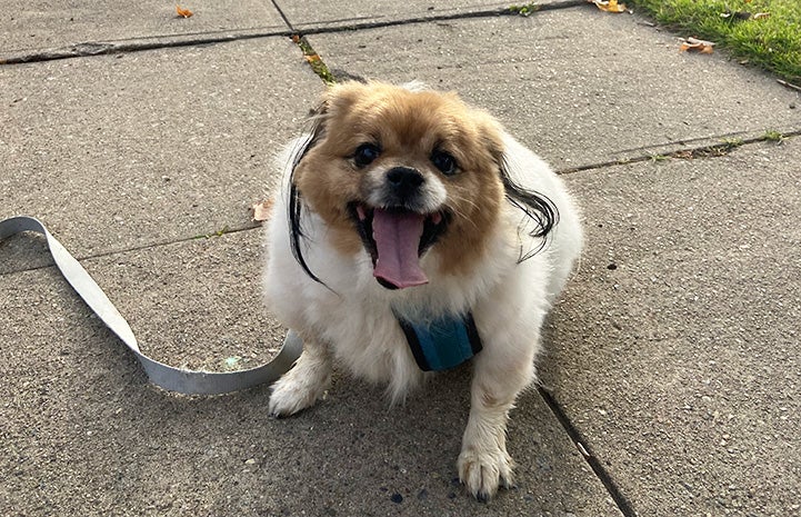 Gouda the dog outside for a walk on a sidewalk, smiling