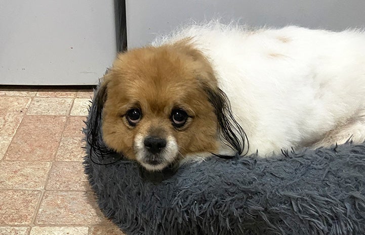 Pekingese and best sale husky mix