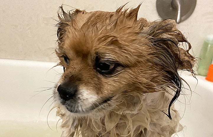 Gouda the dog getting a bath