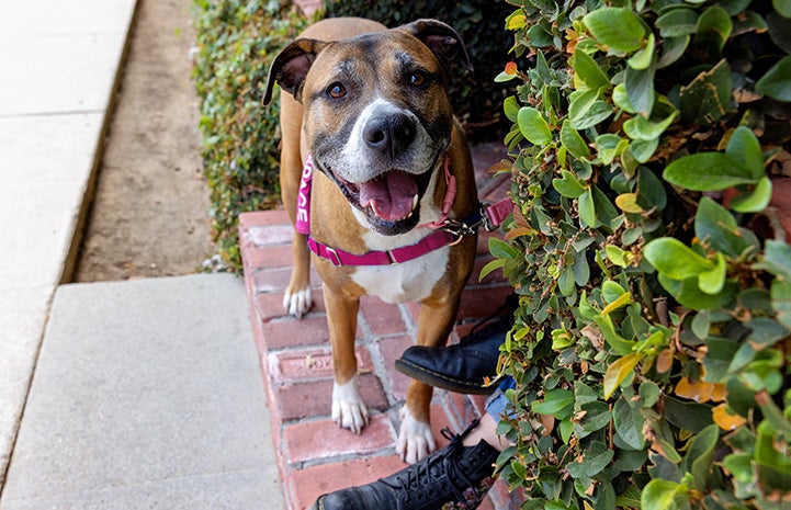 Molly the dog smiling and standing outside next to a bush