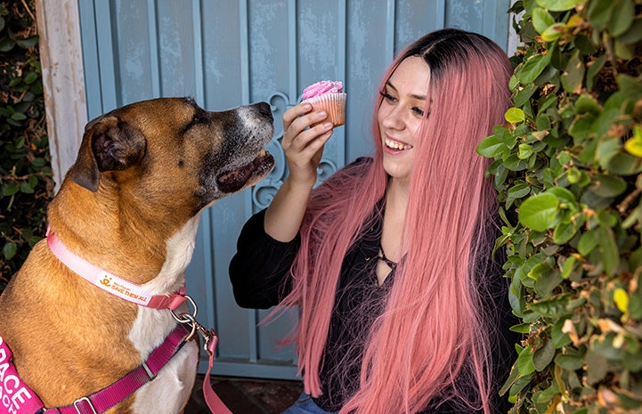 Person offering Molly the dog a cupcake