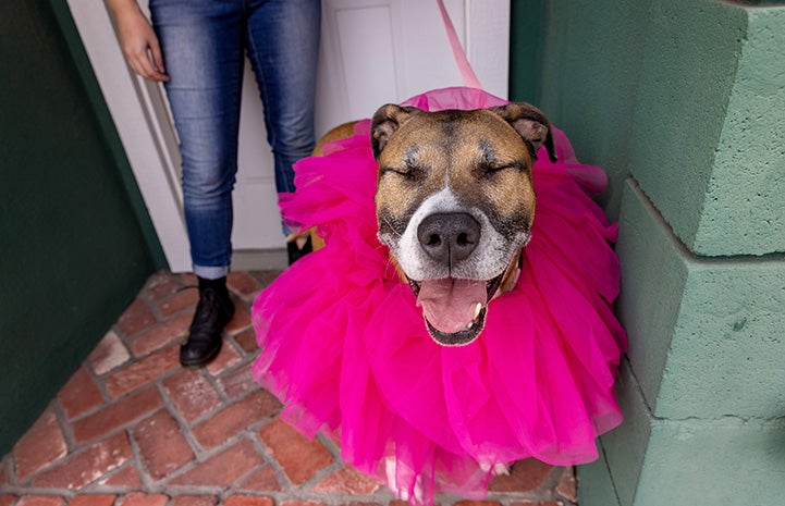 Molly the dog wearing a bright pink tutu around her neck with her eyes closed