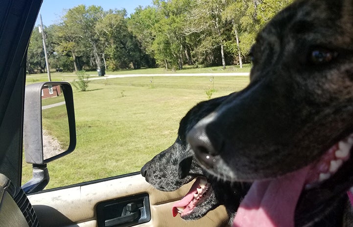 Quincy and Maebelle the dogs on a car ride