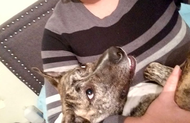 Quincy the dog lying upside-down on a person's lap