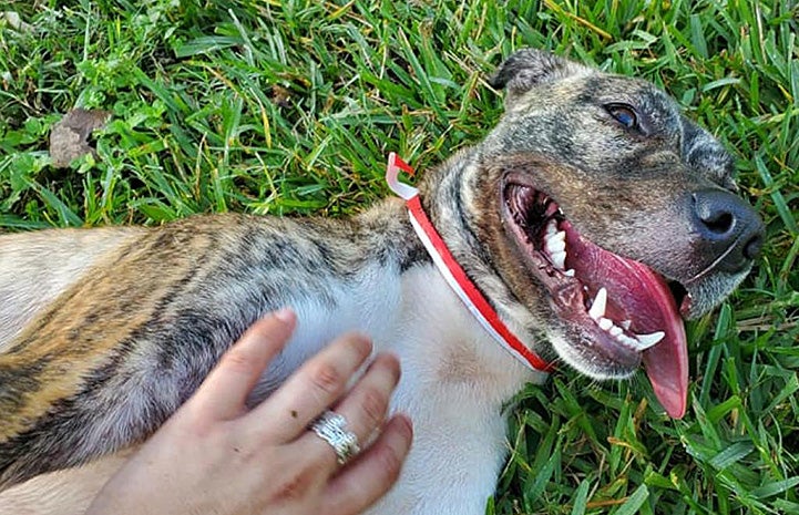 Quincy the dog lying in the grass while a person's hand pets her chest