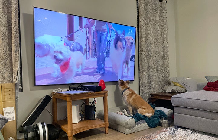 Skelly the dog watching the giant 82-inch television set