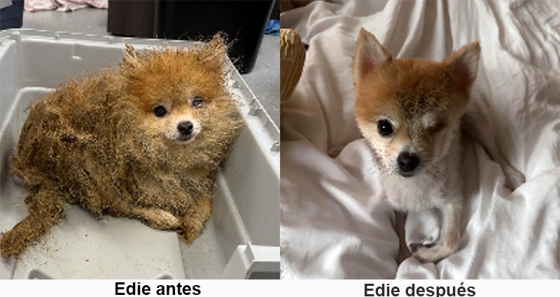 Edie antes y Edie después