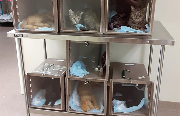Kennels containing community cats for TNR