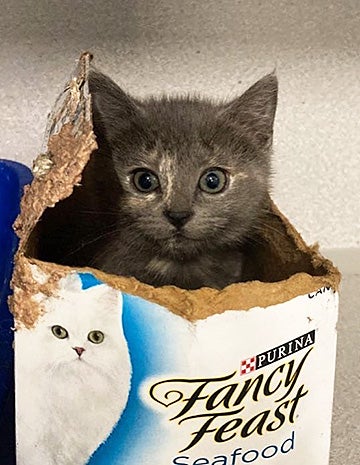 Dilute tortoiseshell kitten in an Fancy Feast box