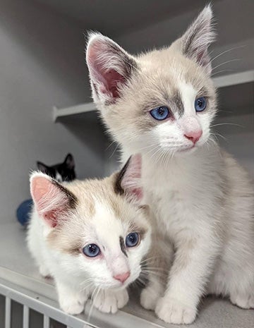 Pair of Siamese mix kittens in a kennel