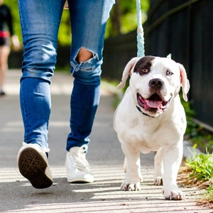 Person walking with a dog on a sidewalk