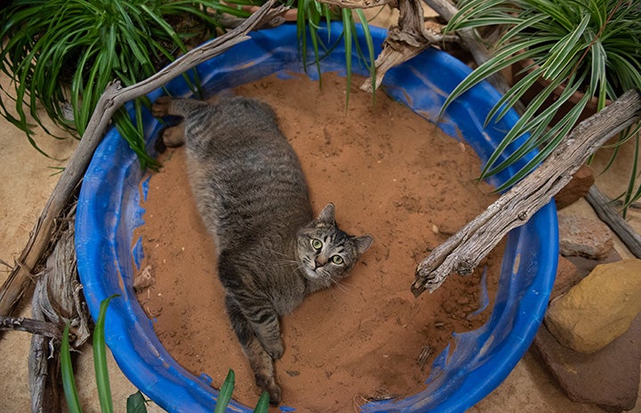 Elton the cat lying in a kiddie pool filled with sand and surrounded by plants