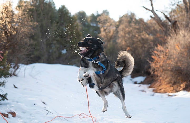 Dog jumping up in the air to catch a snowball
