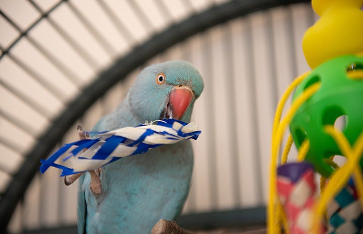 Lucy the parrot chewing on a toy