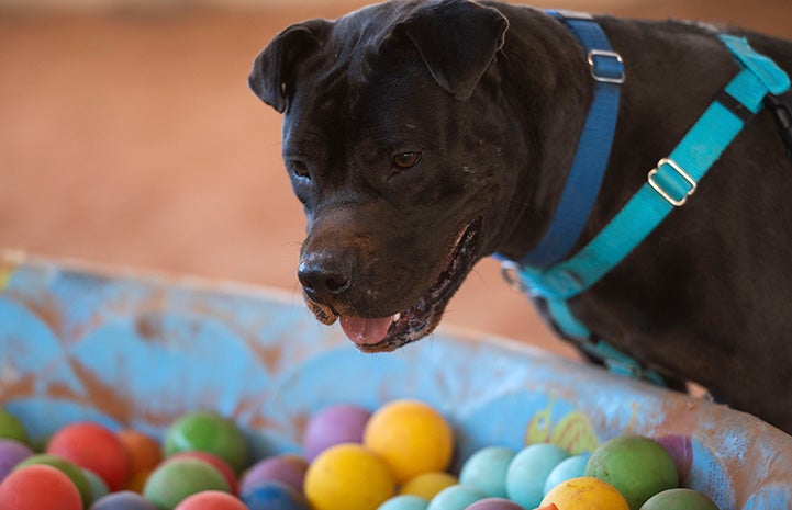 Myrtle the dog looking into a kiddie pool full of balls