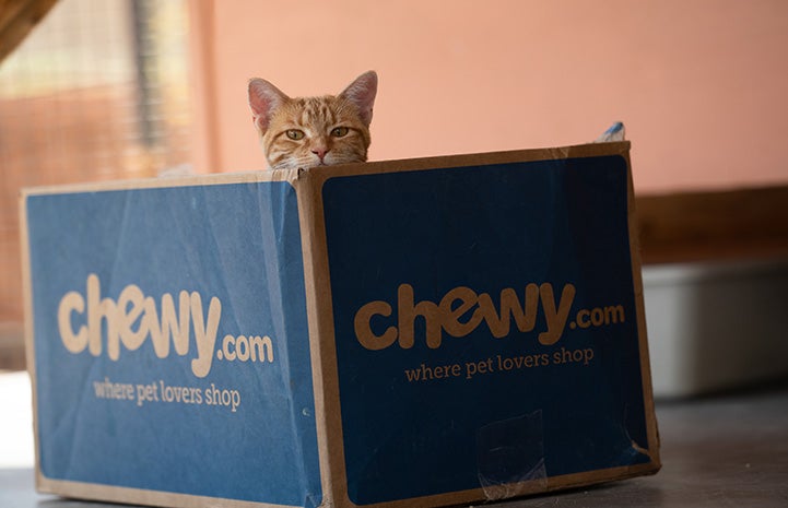 Orange cat peeking head out of cardboard box