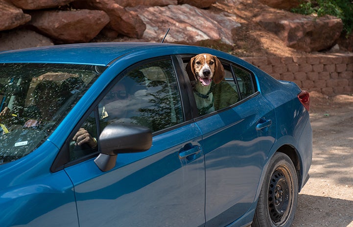 Skitter the dog with head out of partially rolled down car door window