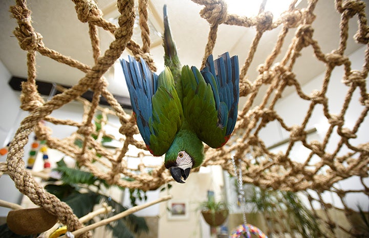 Parrot hanging upside-down on some ropes in the aviary
