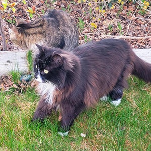 Two cats outside in the grass