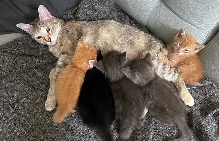 Mom cat not feeding hot sale kittens