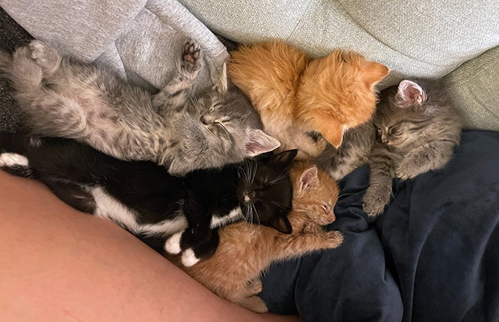 Kittens from Agave the cat's litter sleeping by each other