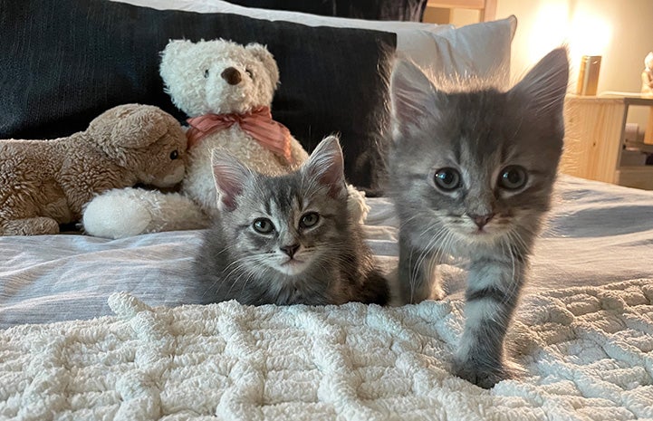 Two gray kittens from one of Agave's litters