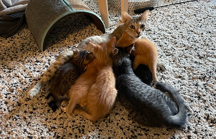 Agave nursing her new kittens and some of the older ones from the previous litter