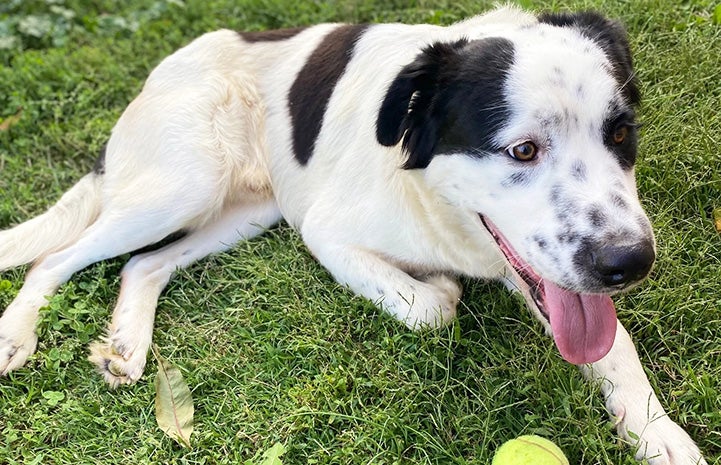 Andy the border collie foster